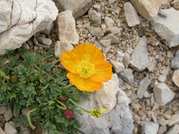 Papaver alpinum / Papavero alpino